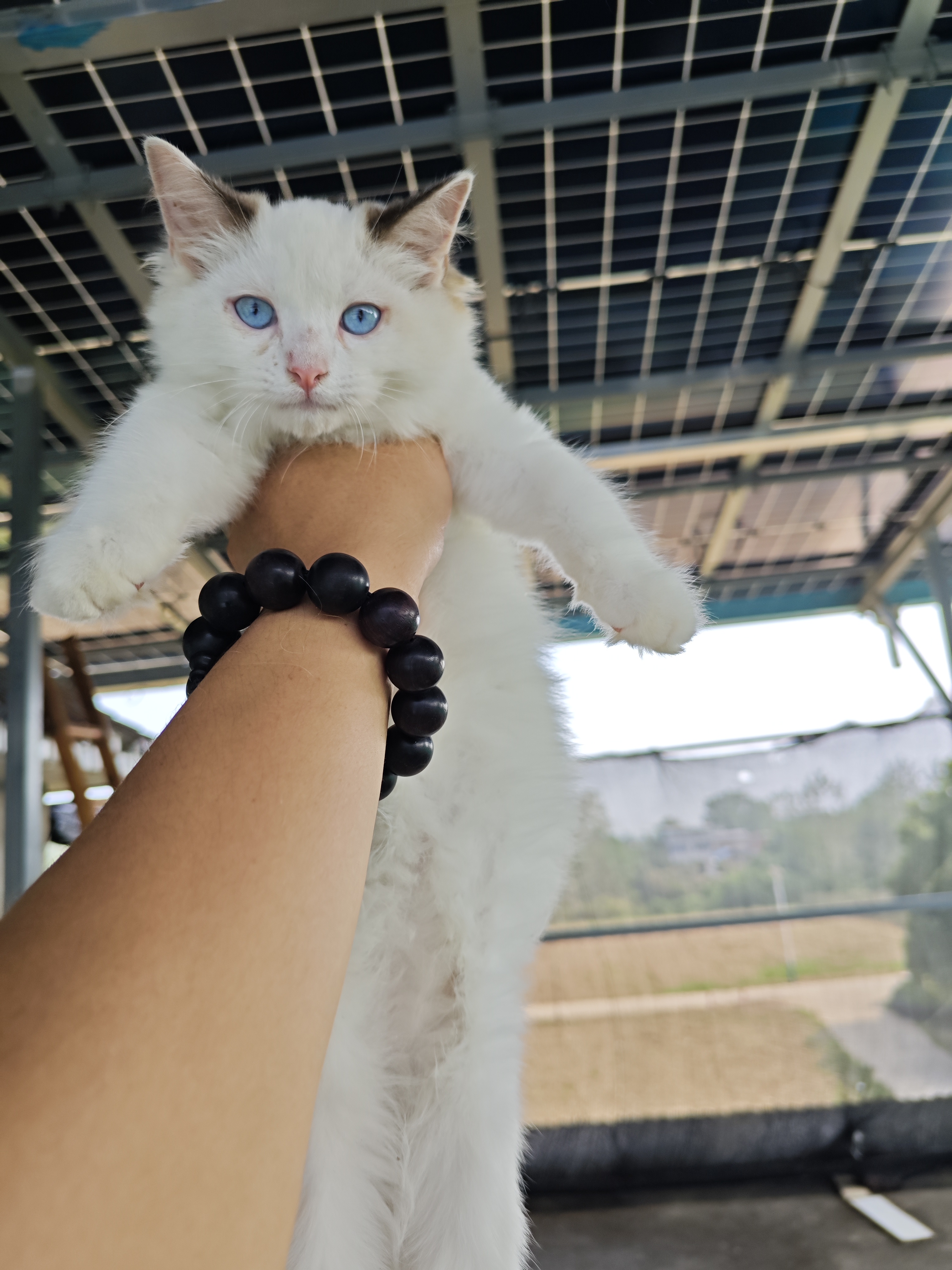 海双布偶妹妹一只，已经打了两针疫苗，活泼可爱，能吃能喝啦～